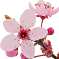 Flor de Cerejeira