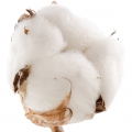 Flor de Algodão