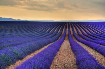 Abrir em tela cheia: Companhia da Terra Lavanda Natural - adicional Companhia da Terra Lavanda Natural - adicional