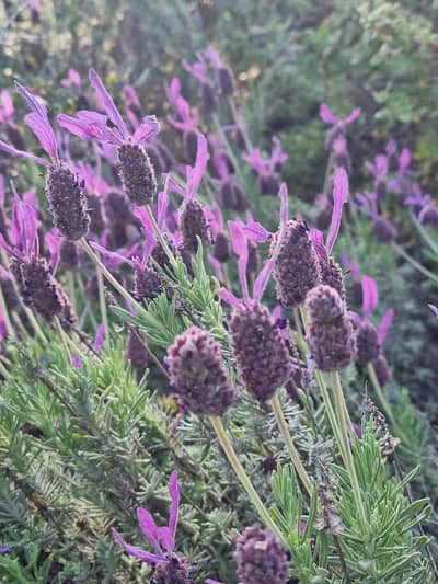 Abrir em tela cheia: Phebo Lavanda Folha - adicional Phebo Lavanda Folha - adicional