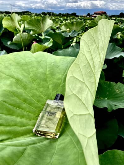 Abrir em tela cheia: Zara No 2 Bergamot and Leather Spritz - adicional Zara No 2 Bergamot and Leather Spritz - adicional